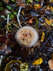 Cortinarius taylorianus