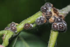 Nanokermes pubescens