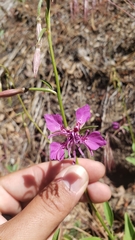 Clarkia mildrediae mildrediae