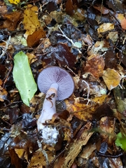 Cortinarius taylorianus