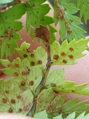 Polystichum silvaticum