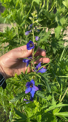 Delphinium elatum