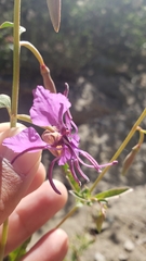 Clarkia mildrediae mildrediae