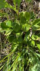 Parnassia glauca