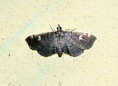 Luma sericea
