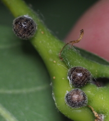 Nanokermes pubescens