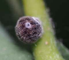 Nanokermes pubescens