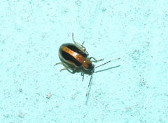 Medythia suturalis