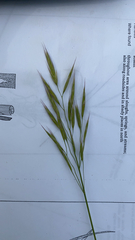 Bromus anomalus