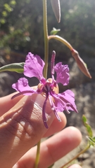 Clarkia mildrediae mildrediae