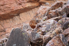 Petrogale lateralis