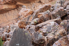 Petrogale lateralis