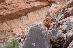 Petrogale lateralis