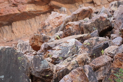 Petrogale lateralis