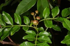 Harrisonia perforata