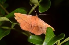 Striglina