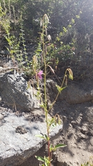 Clarkia mildrediae mildrediae