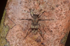 Stenochiini