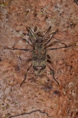 Stenochiini