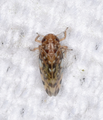 Xestocephalus similis