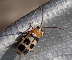 Paranapiacaba tricincta