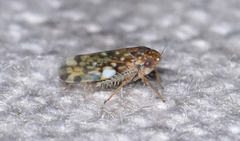 Xestocephalus similis