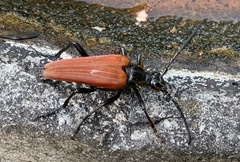 Stenelytrana