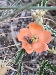 Macrotera latior