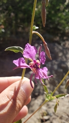 Clarkia mildrediae mildrediae