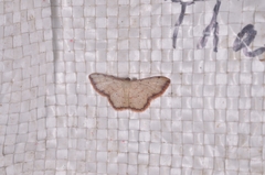 Idaea craspedota