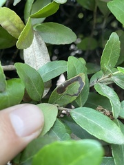 Phytomyza vomitoriae