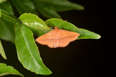 Striglina