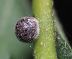Nanokermes pubescens