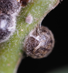 Nanokermes pubescens