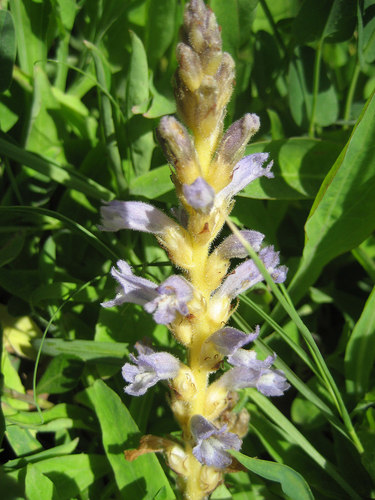 Egyptian broomrape (Orobanche aegyptiaca)