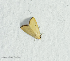 Marimatha nigrofimbria