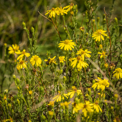 Senecio achilleifolius