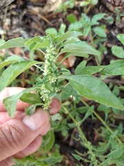 Amaranthus polygonoides