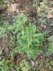 Amaranthus polygonoides