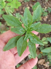Amaranthus polygonoides