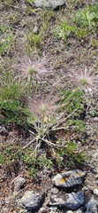Pulsatilla tenuiloba