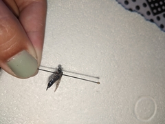 Xiphydriidae