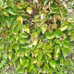 Peperomia peltigera