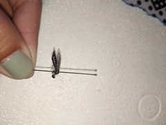 Xiphydriidae
