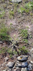 Pulsatilla tenuiloba