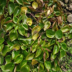 Peperomia peltigera