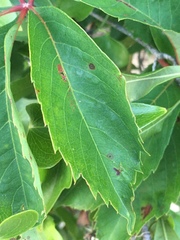 Phyllosticta parthenocissi