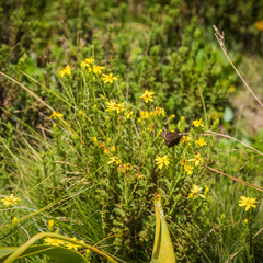 Senecio achilleifolius