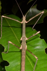 Necrosciinae