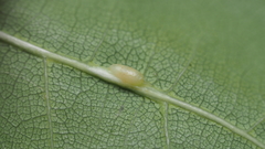 Callirhytis quercuscornigera